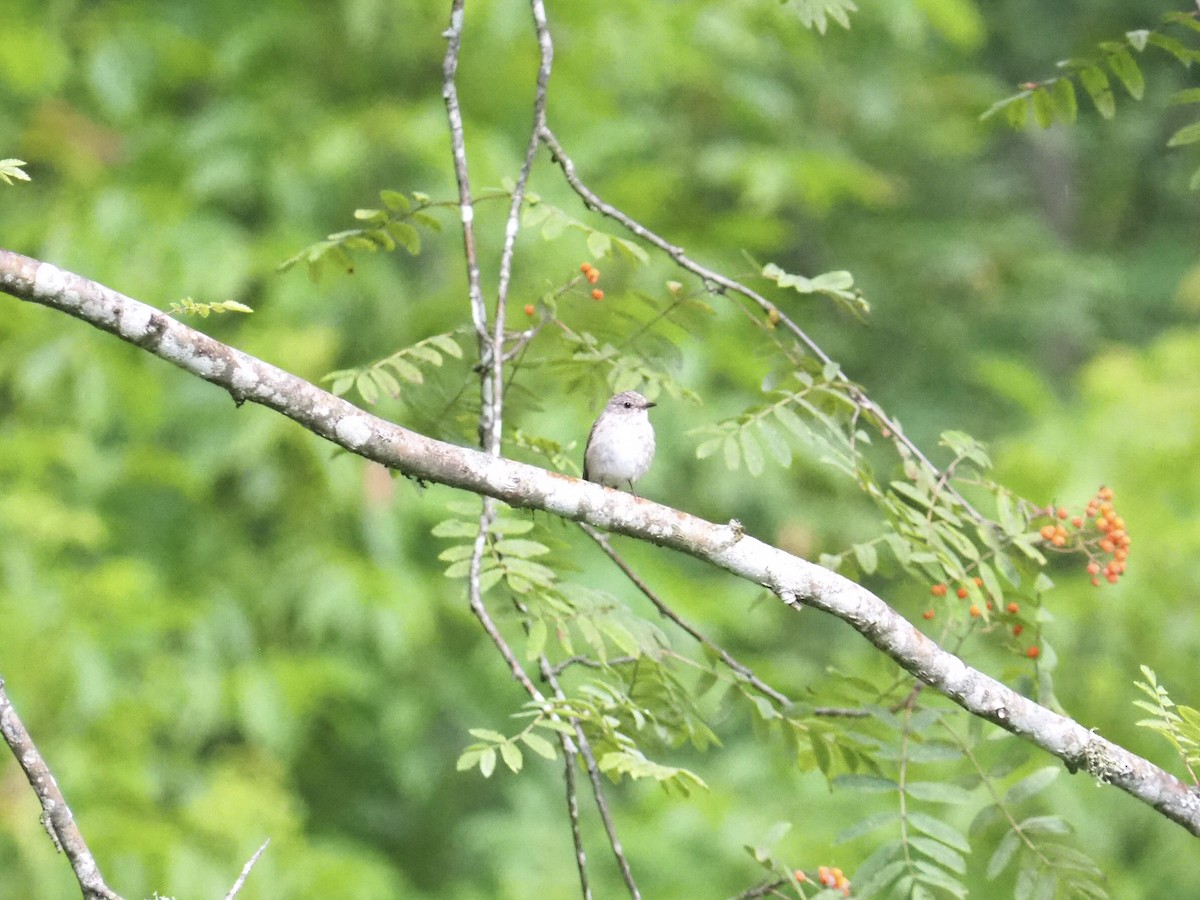 Spotted Flycatcher - Ingrid Messbauer