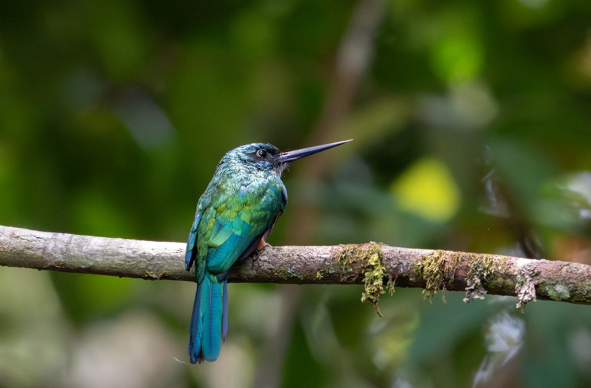 Green-tailed Jacamar - Herb Elliott