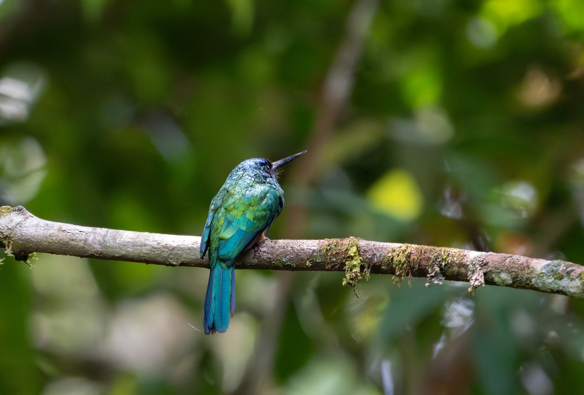 Green-tailed Jacamar - ML622614936