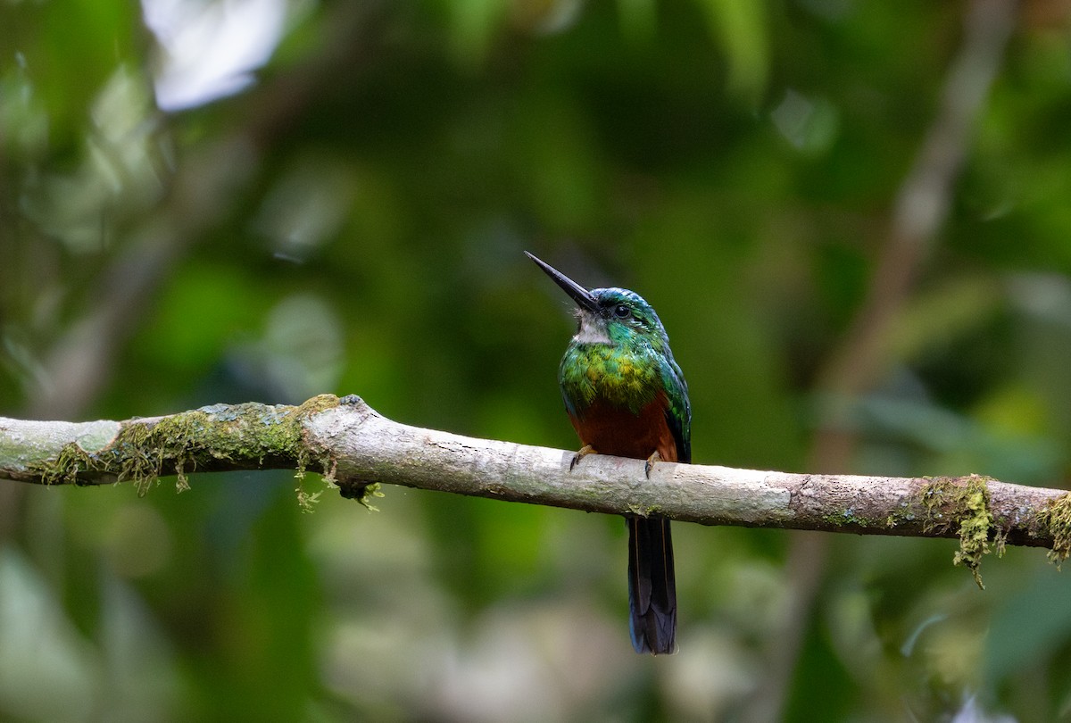 Green-tailed Jacamar - ML622614937