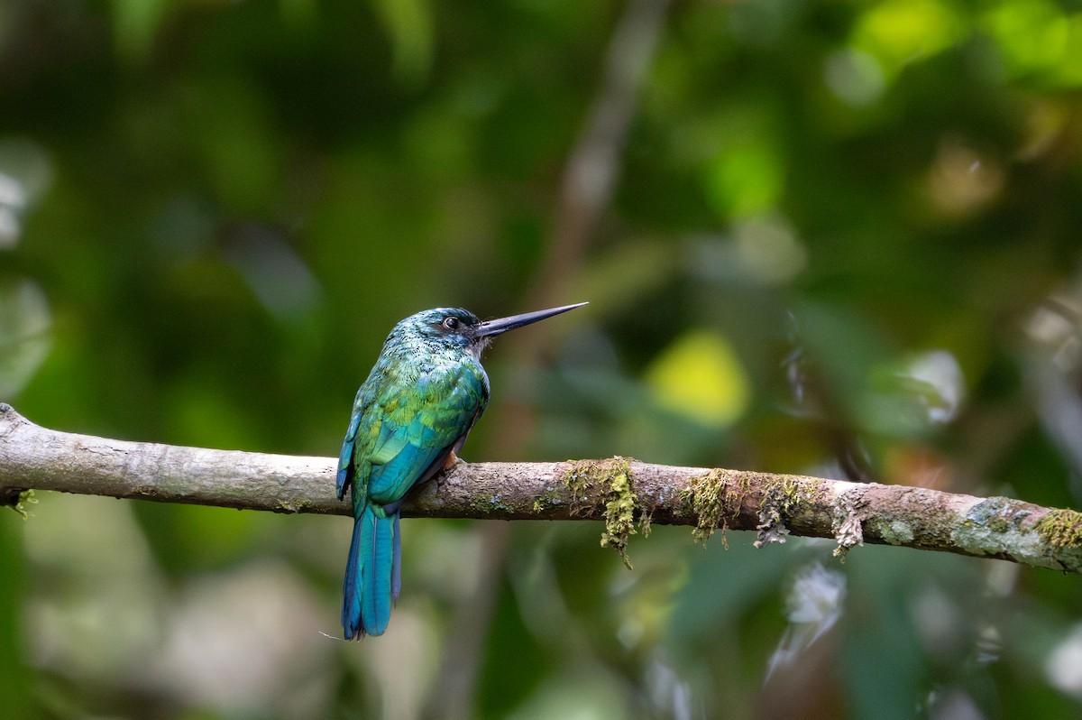 Green-tailed Jacamar - ML622614938