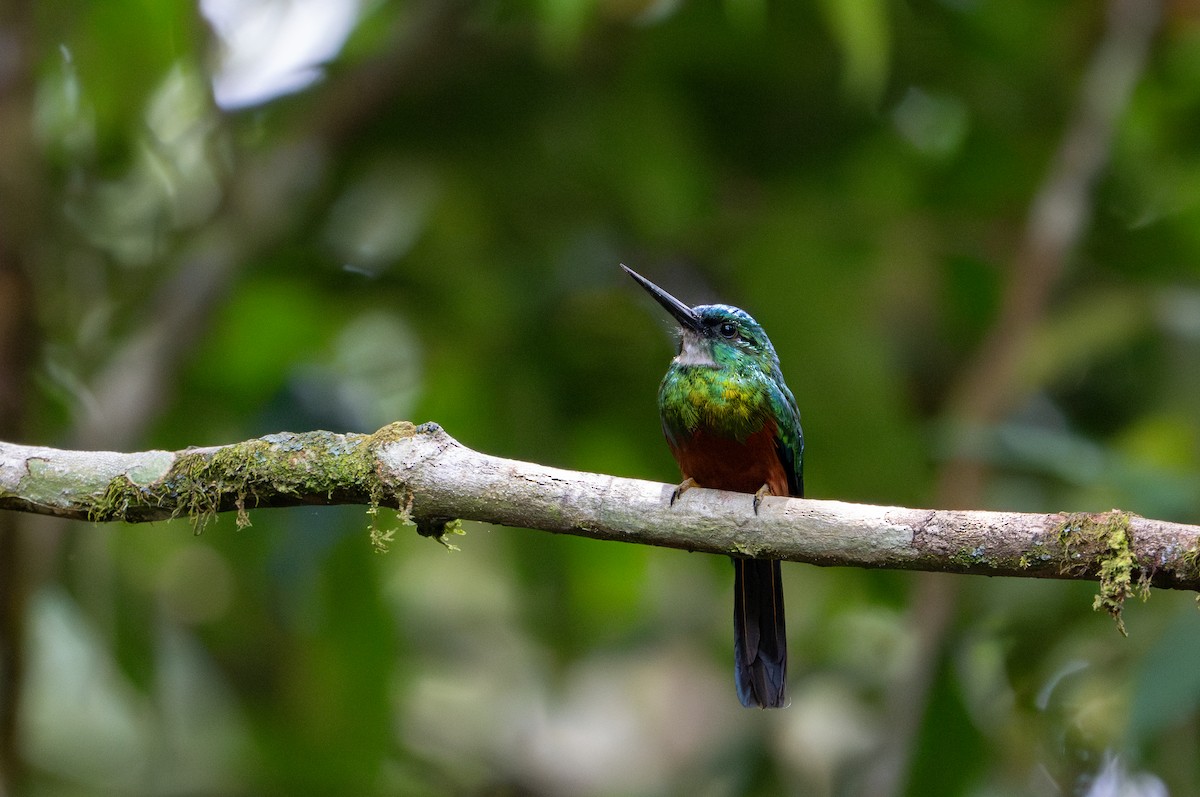 Green-tailed Jacamar - ML622614939