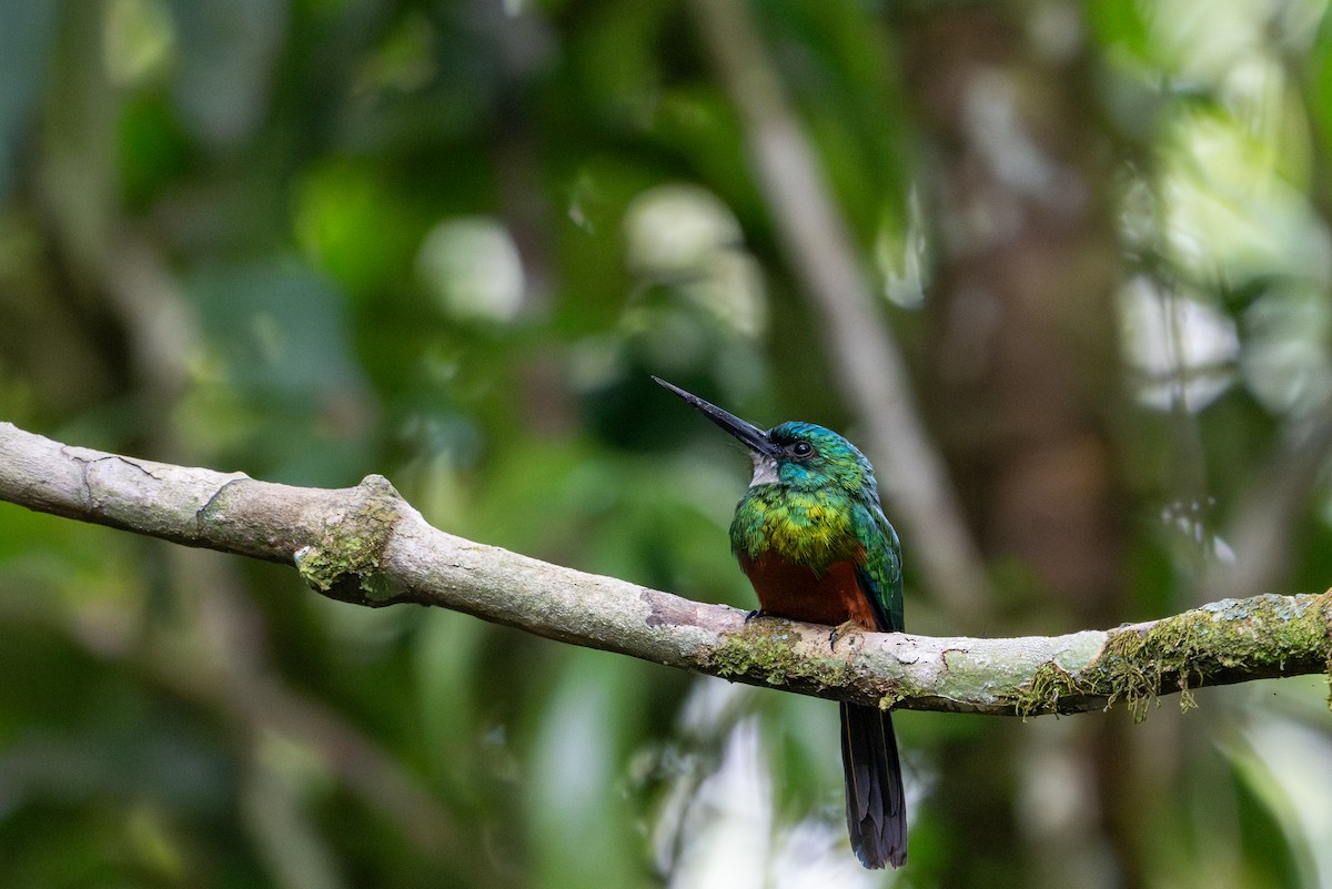 Green-tailed Jacamar - ML622614940