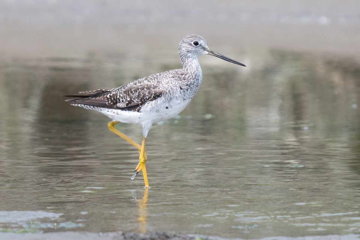 Greater Yellowlegs - ML622614944