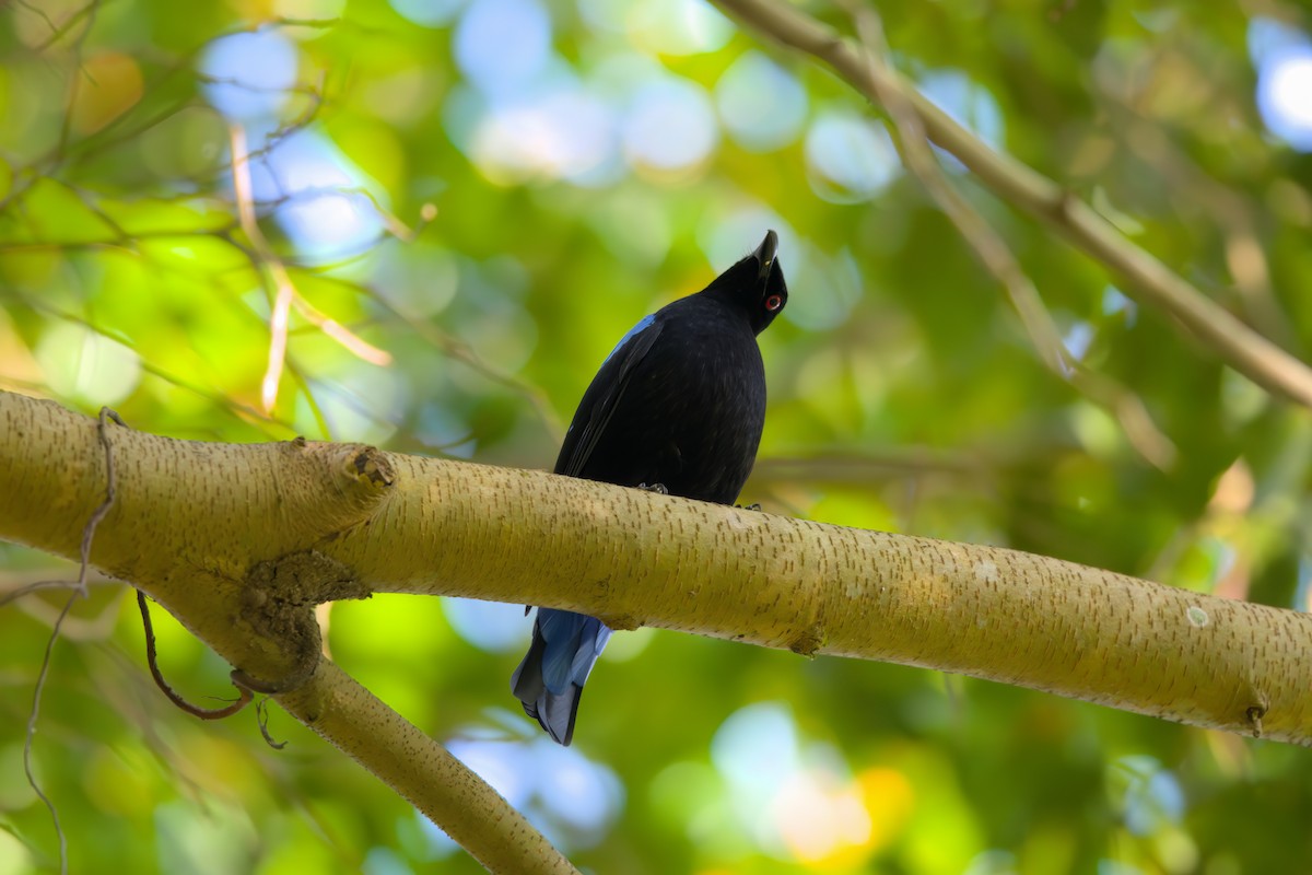 Asian Fairy-bluebird - ML622614950