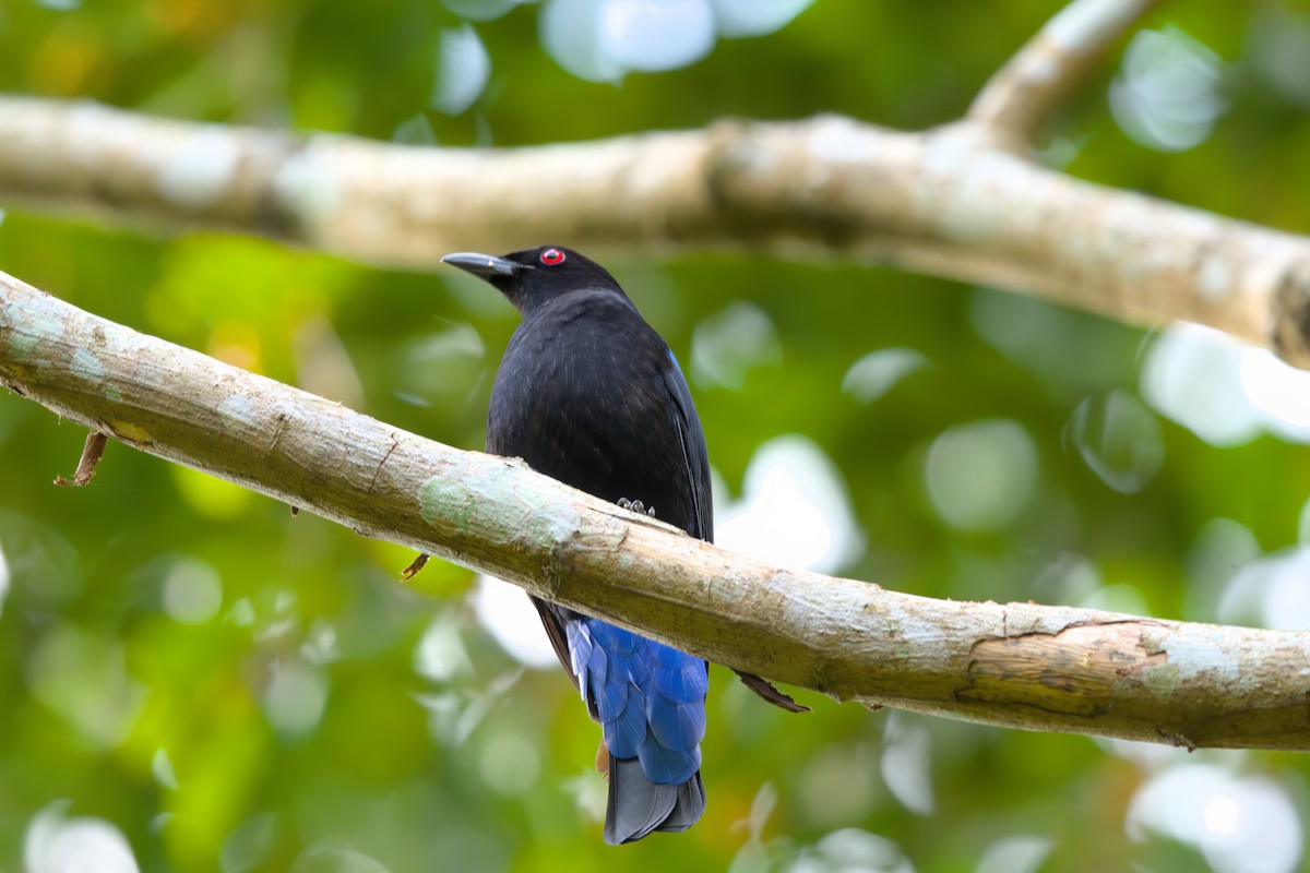 Asian Fairy-bluebird - ML622614952