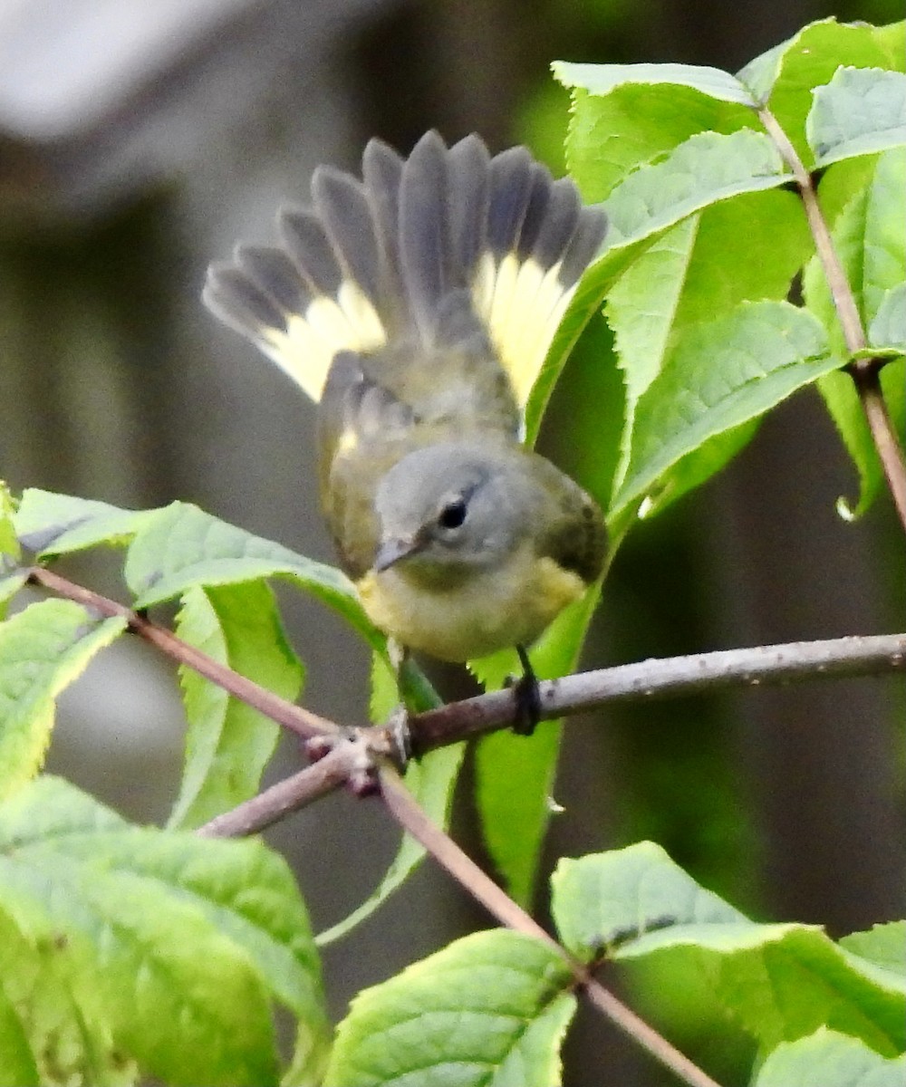 American Redstart - ML622615056