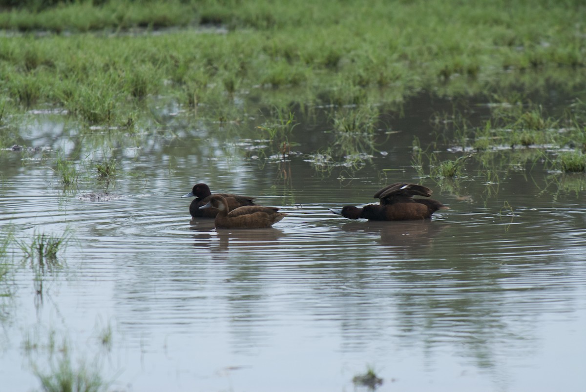 Southern Pochard - ML622615094