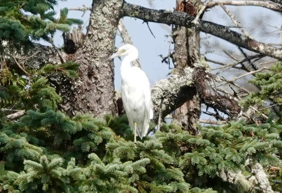 Little Blue Heron - ML622615100