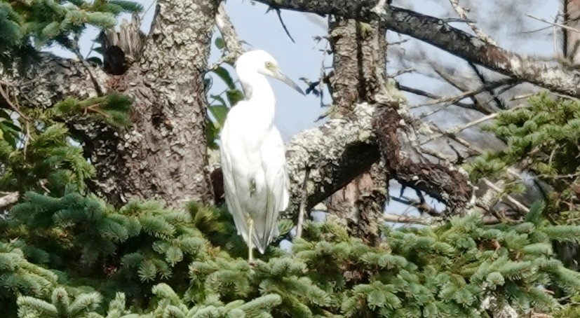 Little Blue Heron - ML622615101