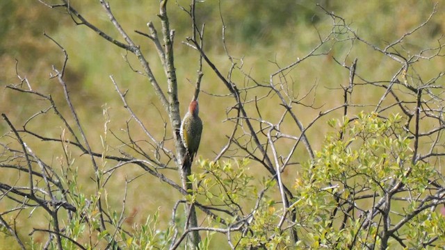 Eurasian Green Woodpecker - ML622615140