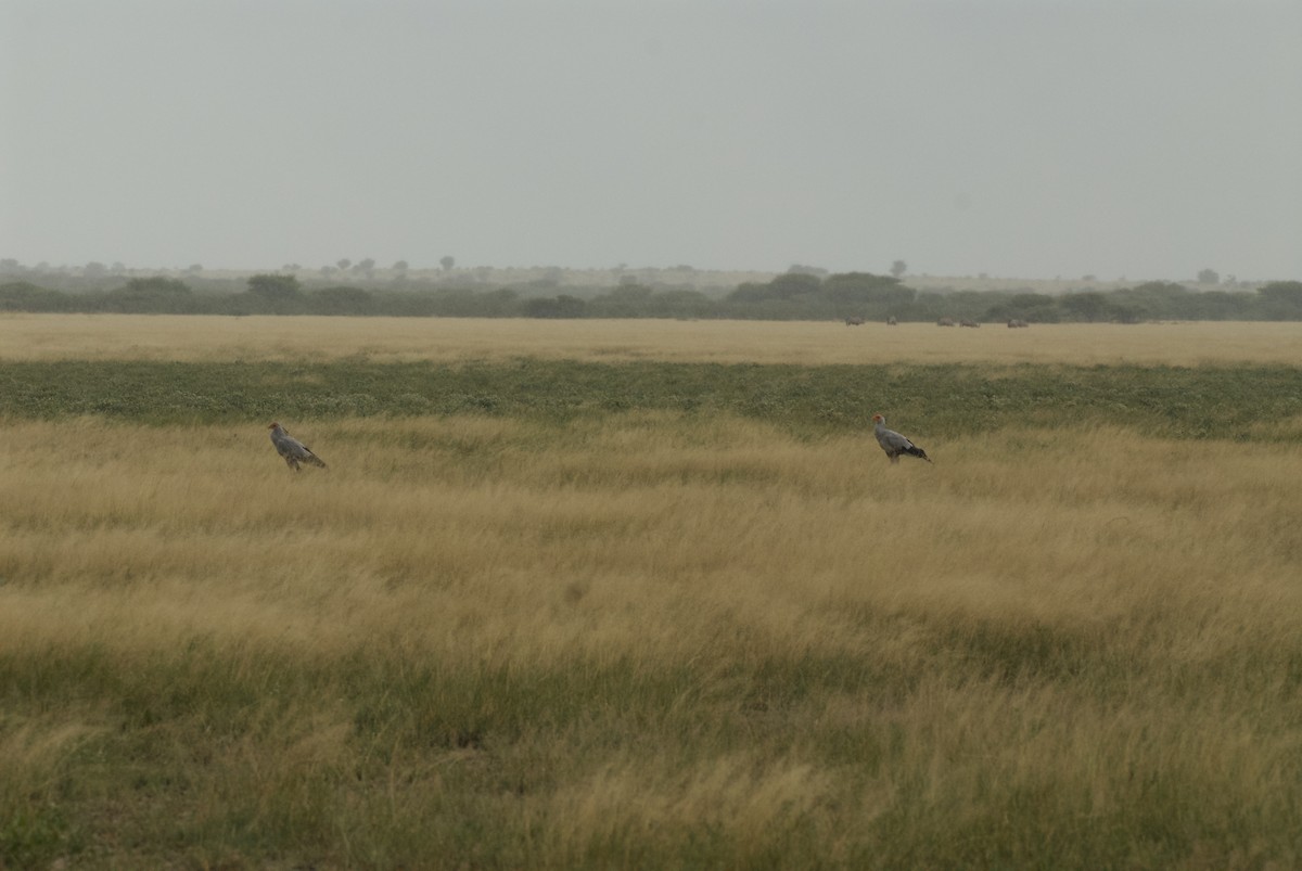 Secretarybird - Anonymous