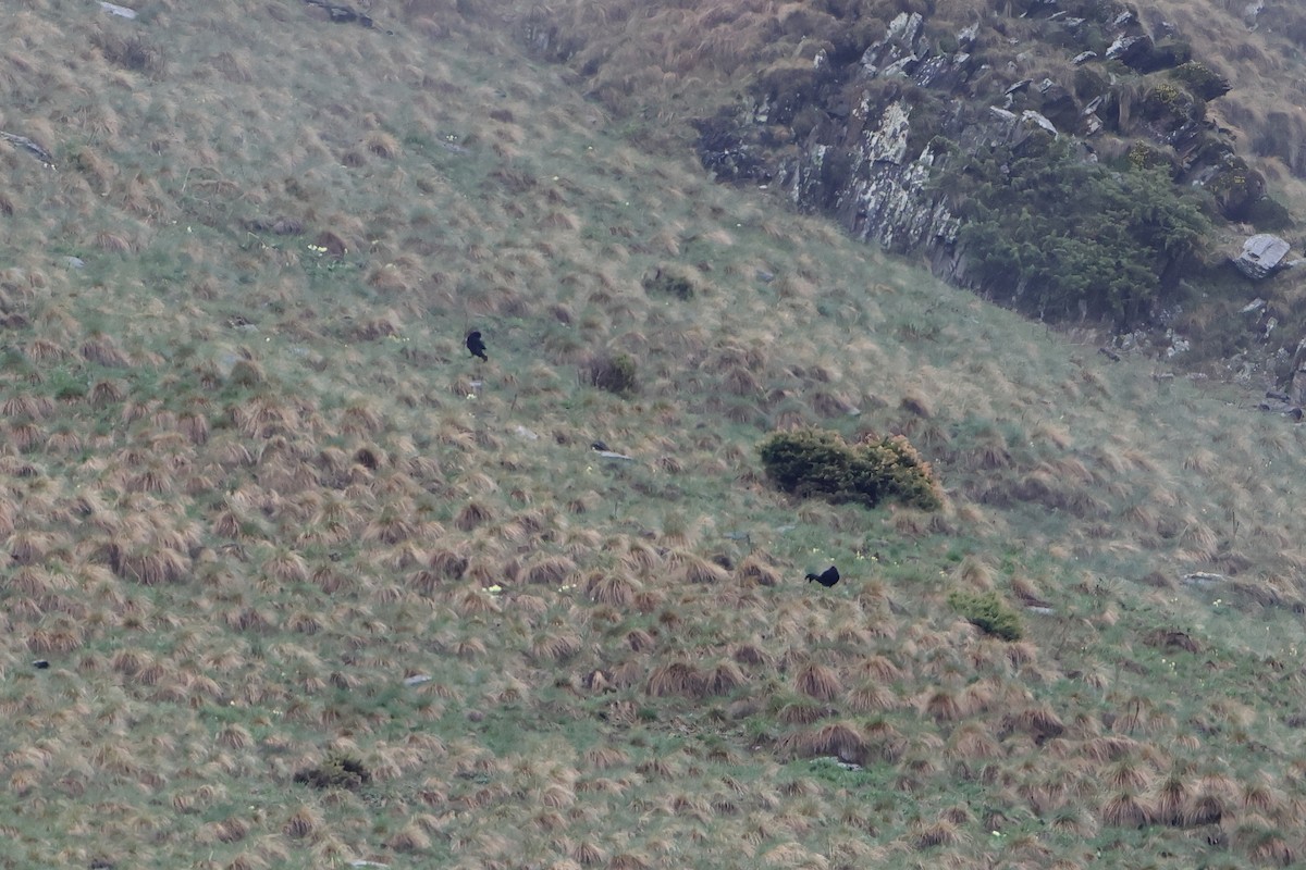 Caucasian Grouse - Ohad Sherer