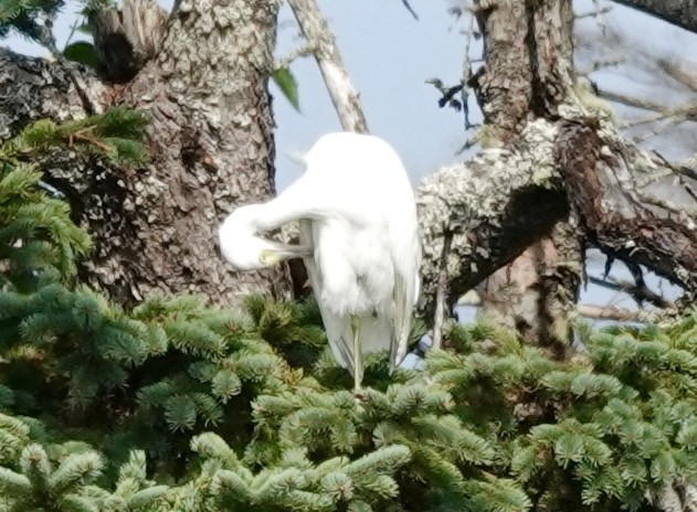 Little Blue Heron - ML622615155