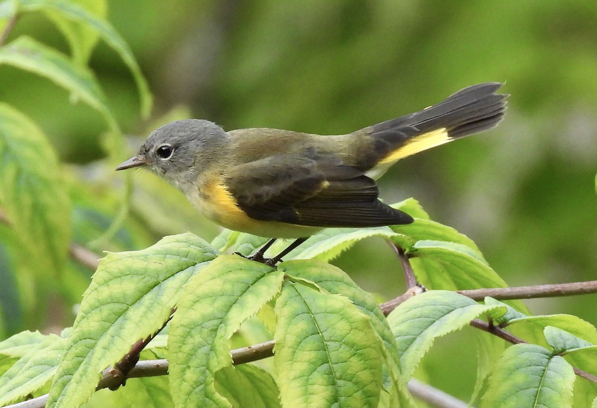 American Redstart - ML622615190