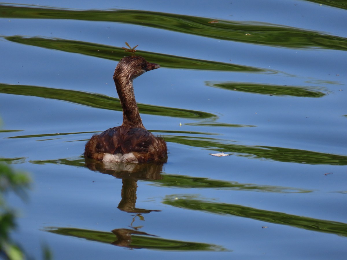 Pied-billed Grebe - WARREN MENDENHALL