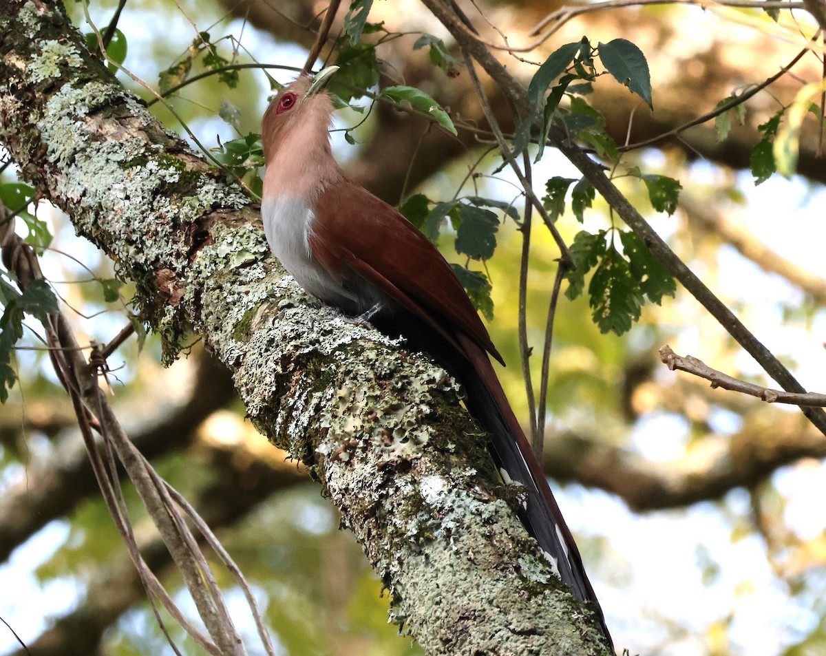 Squirrel Cuckoo - Sergio luiz Carniel