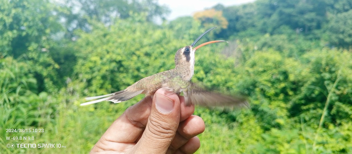 Sooty-capped Hermit - Luis Mieres Bastidas