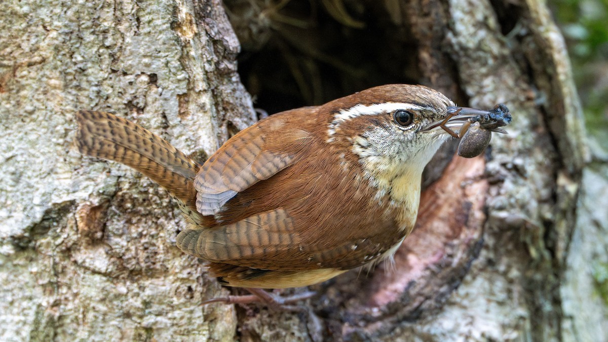Carolina Wren - Matthew Herron