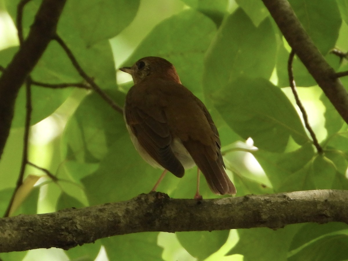 Veery - ML622615513