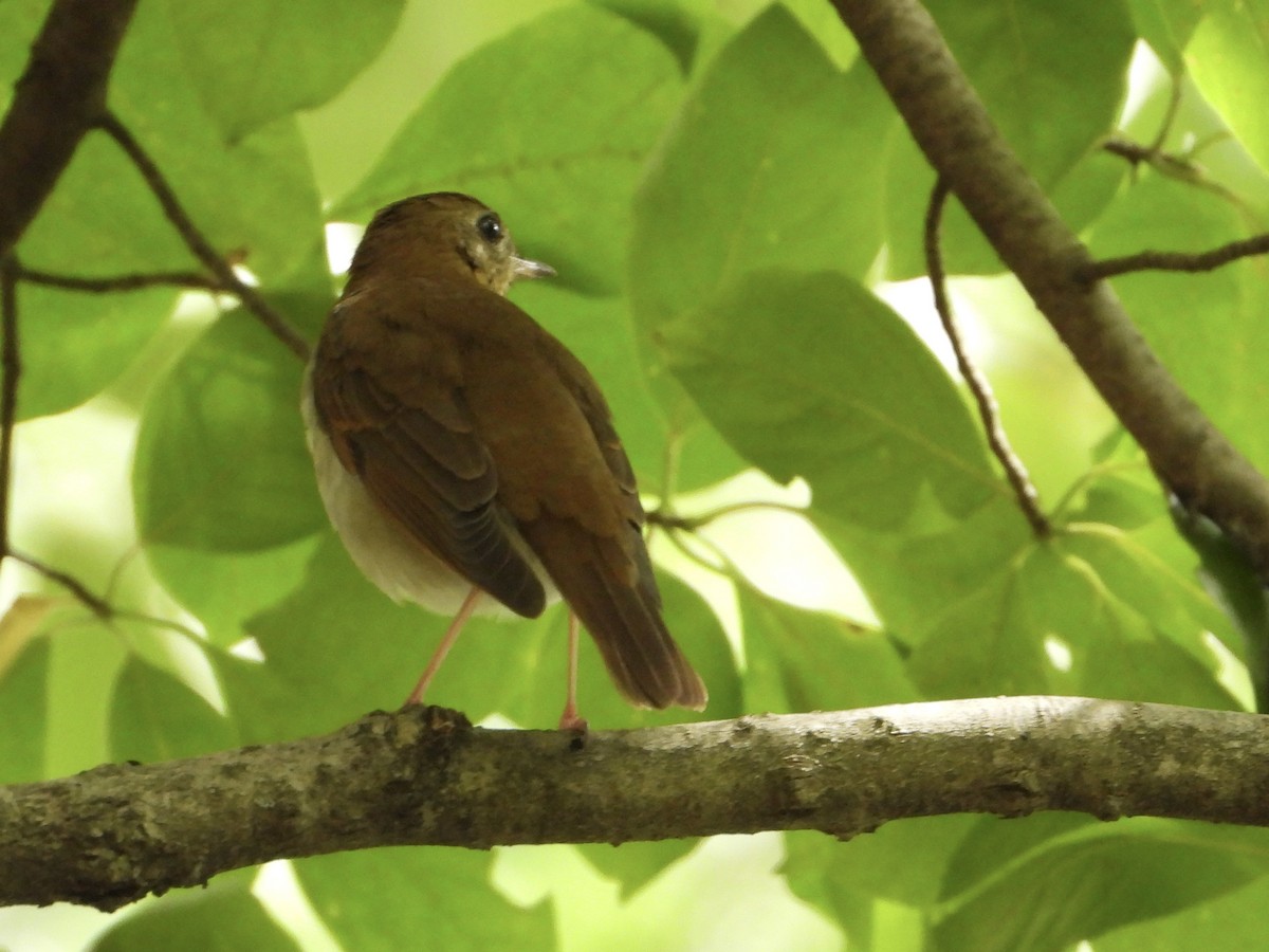 Veery - ML622615514