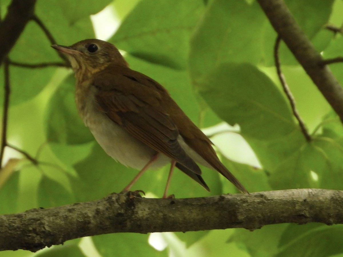 Veery - ML622615515