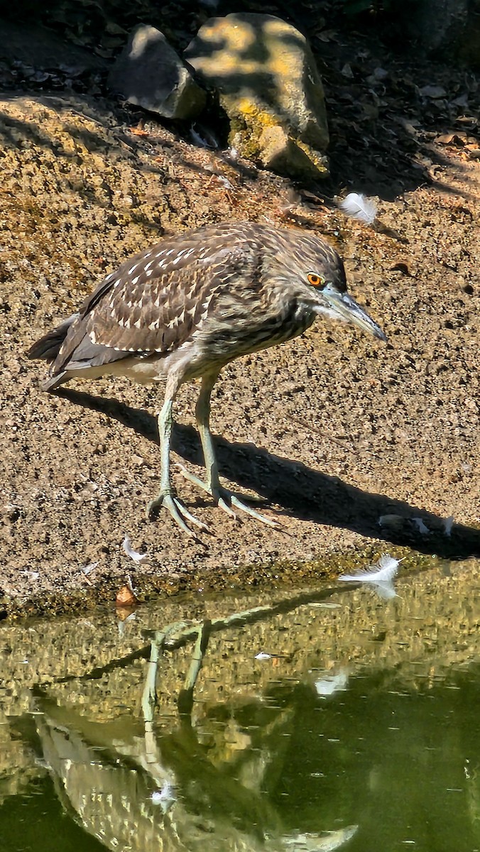 Black-crowned Night Heron - ML622615543