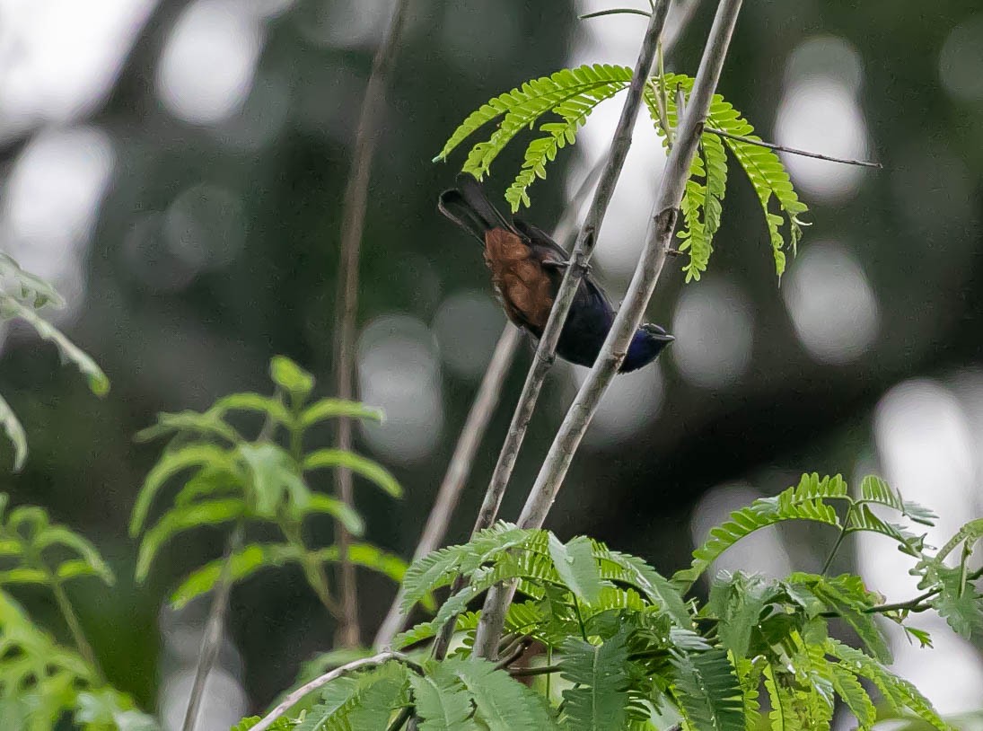 Opal-rumped Tanager - ML622615676