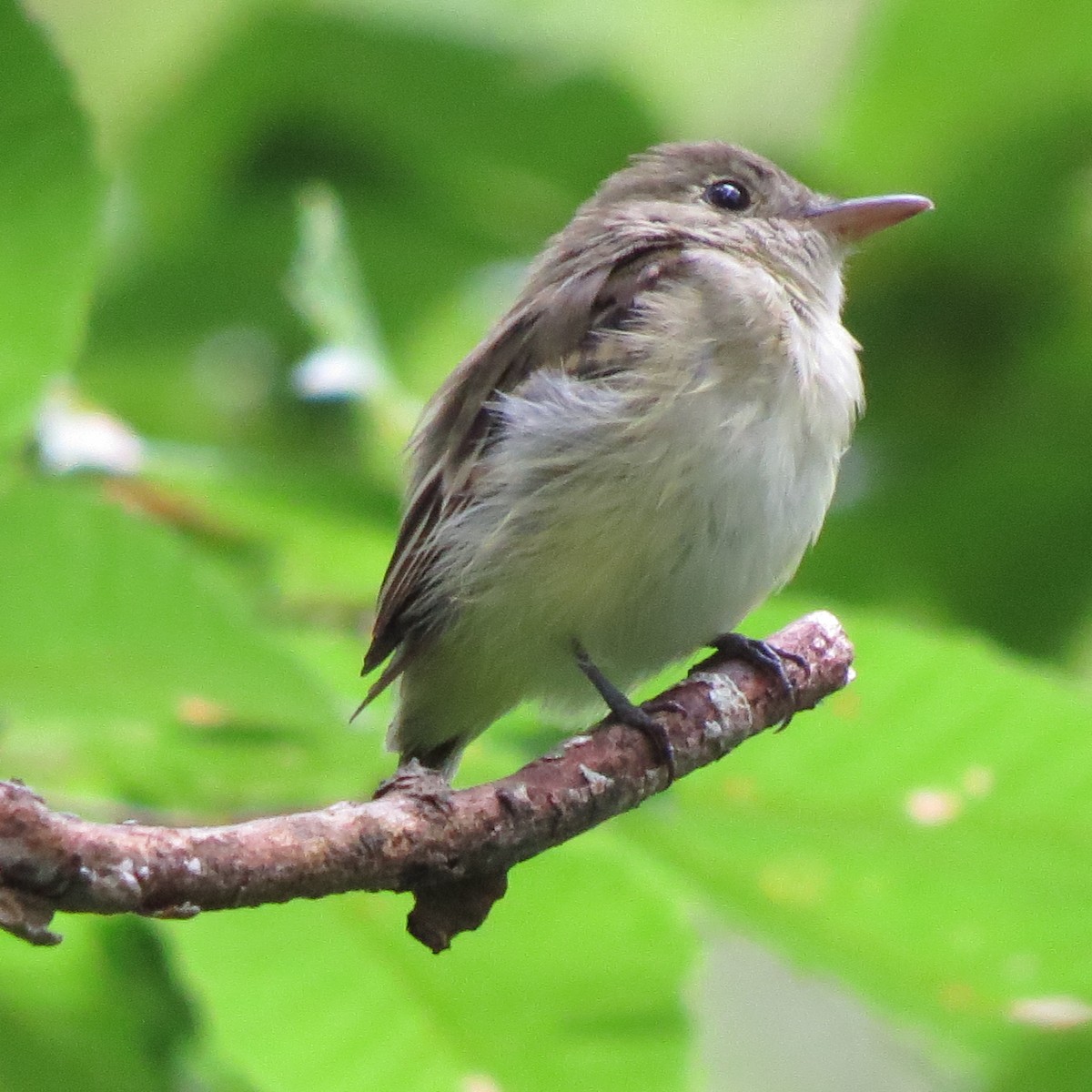 Acadian Flycatcher - Tom Eck