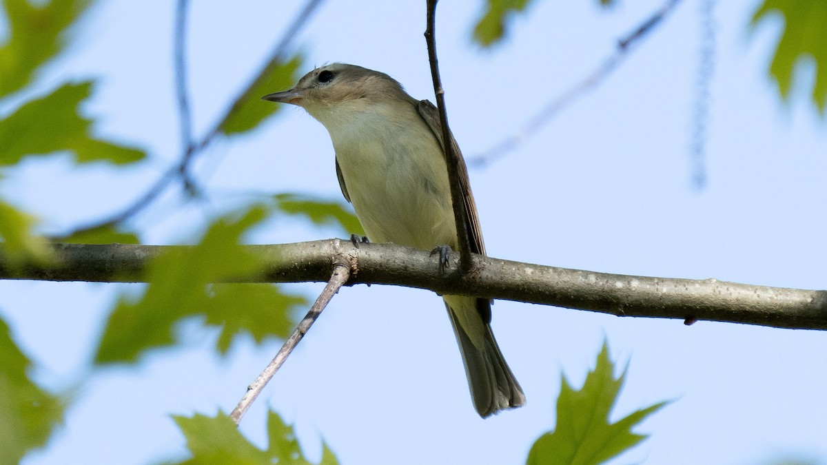 Warbling Vireo - ML622615767