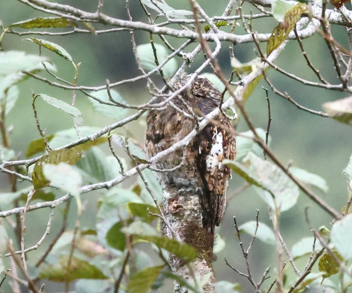 Andean Potoo - ML622615900