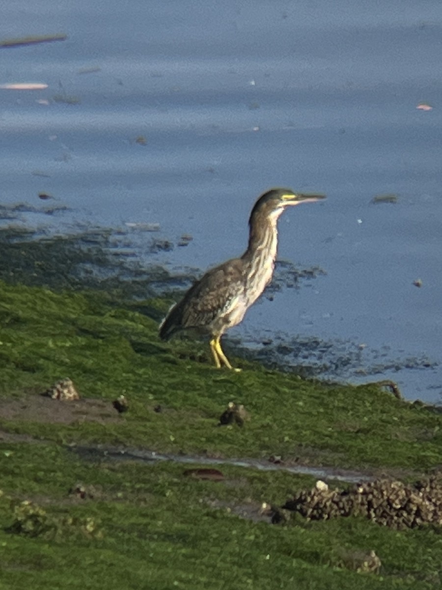 Green Heron - ML622615906