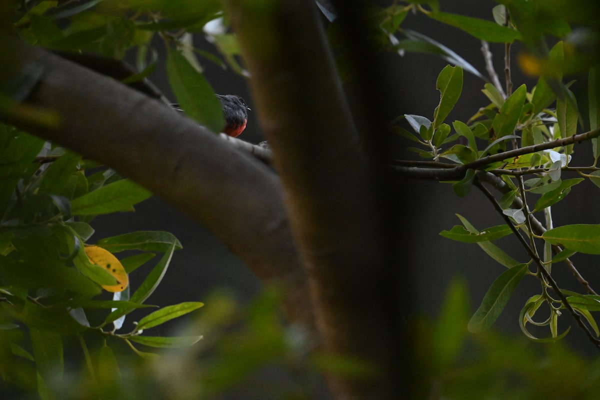 Slate-throated Redstart - ML622615931