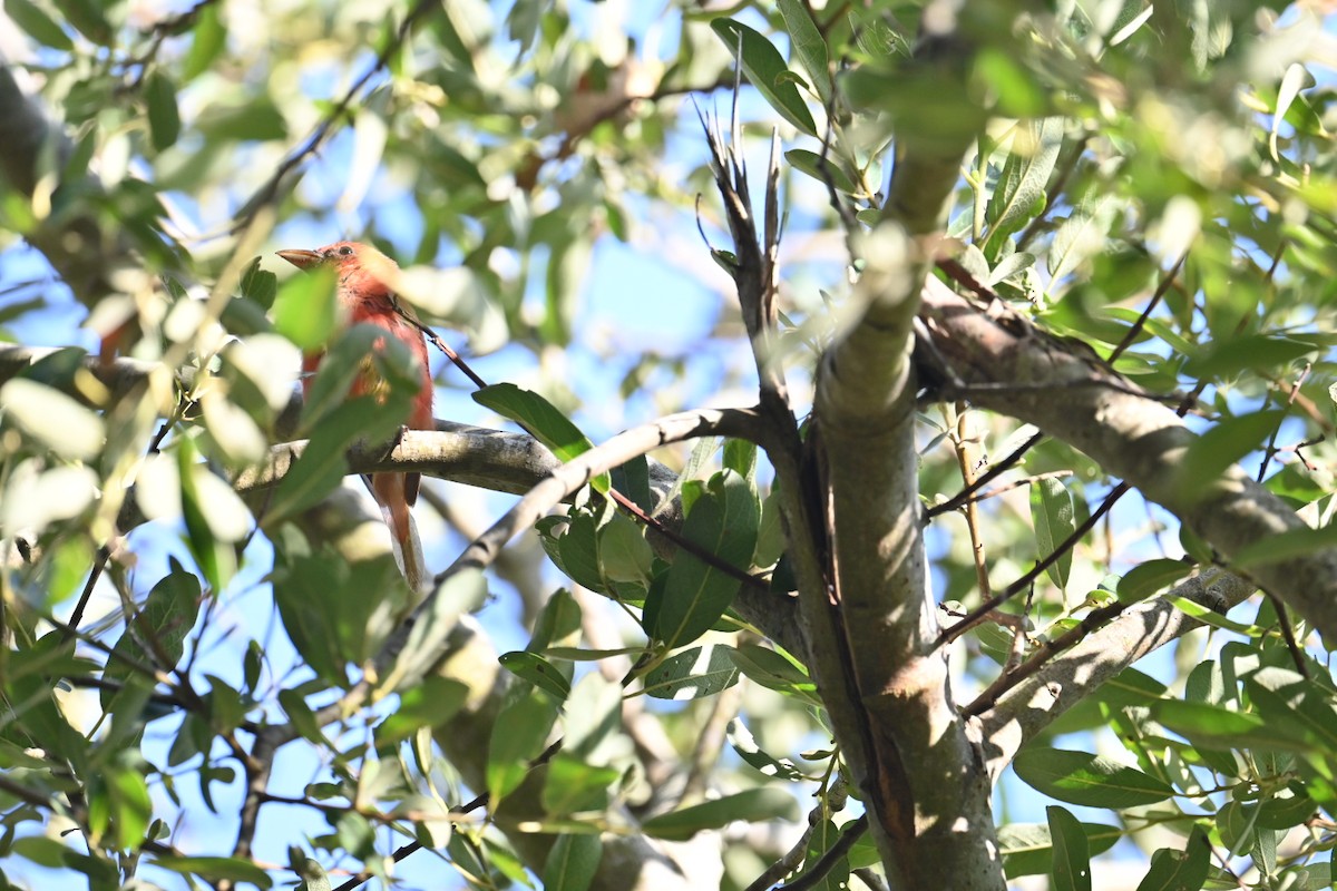 Summer Tanager - ML622615935
