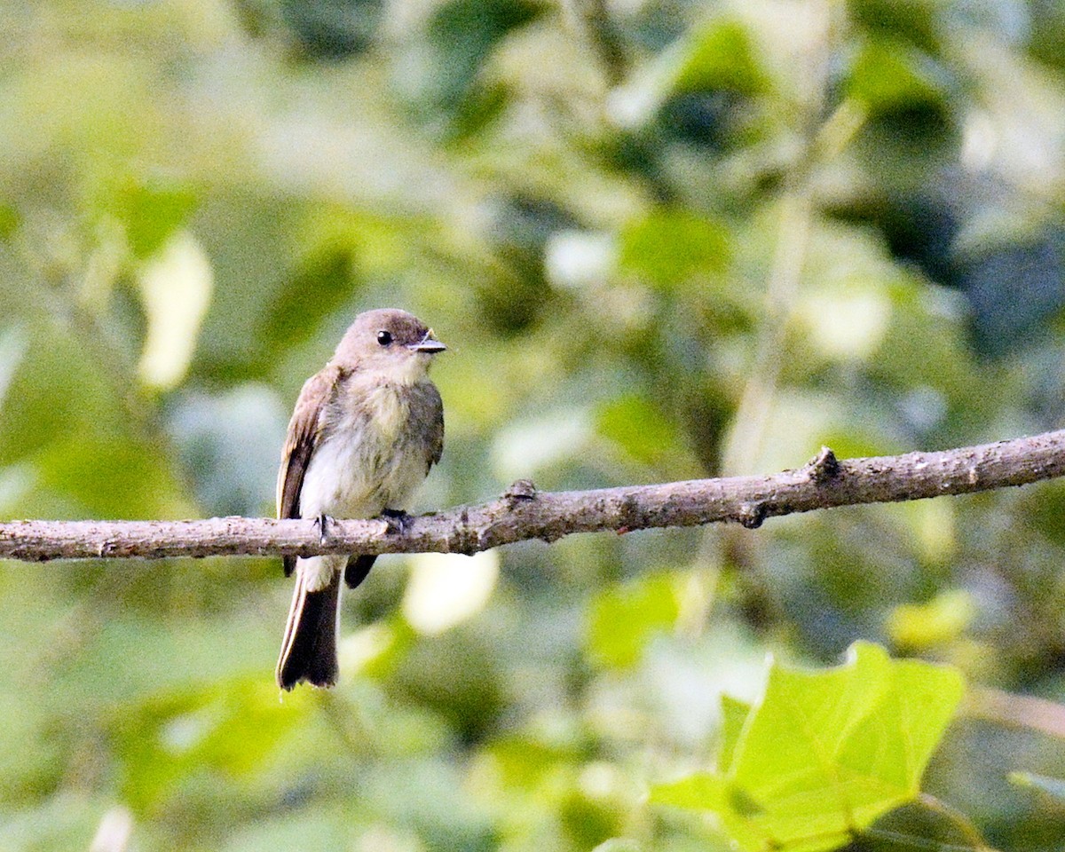 Eastern Wood-Pewee - Ginette Brosseau