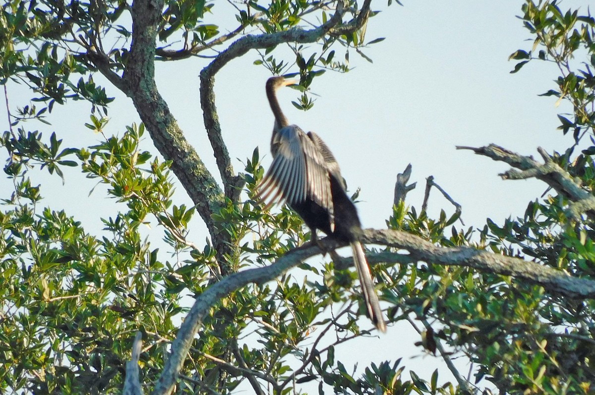 アメリカヘビウ - ML622616018