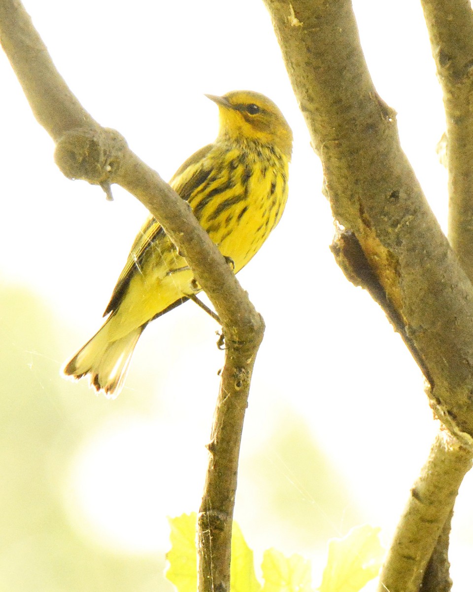 Cape May Warbler - ML622616019