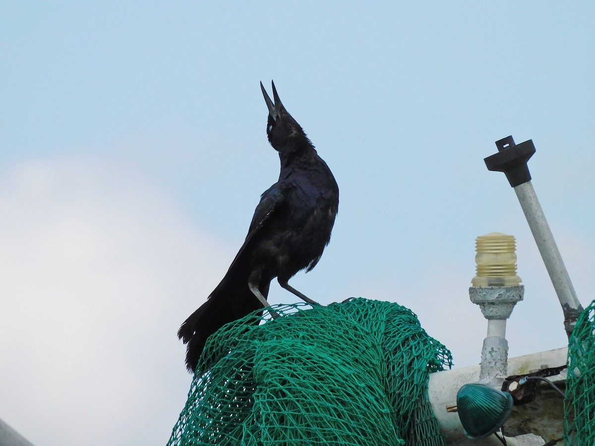 Boat-tailed Grackle - Kathy Rhodes