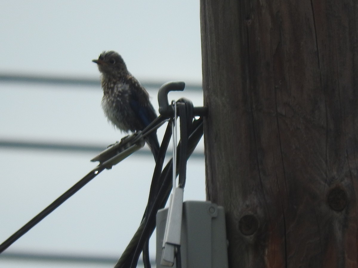 østblåfugl - ML622616069