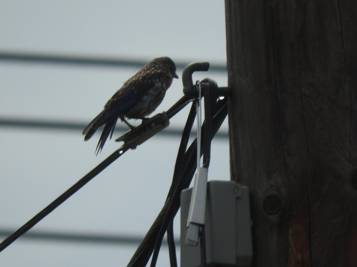 østblåfugl - ML622616070