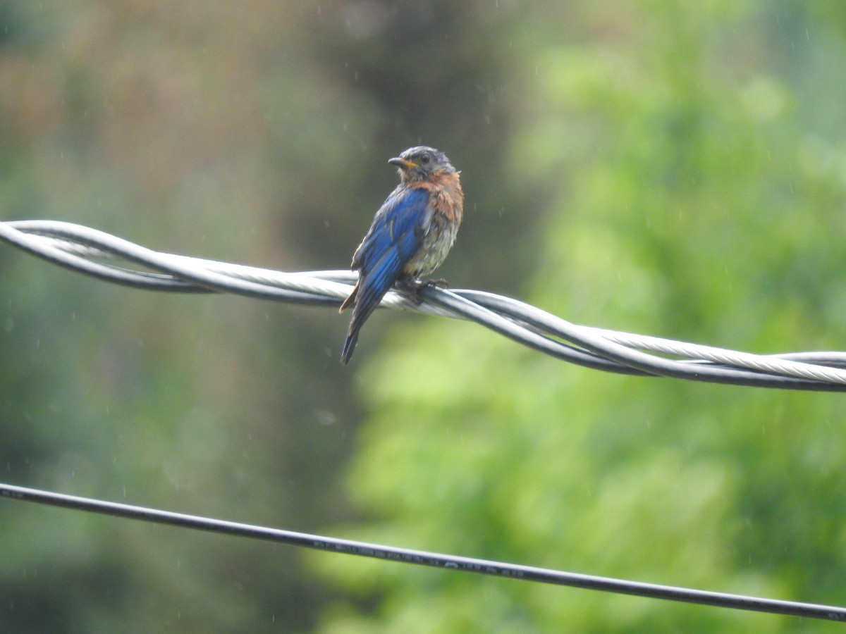 østblåfugl - ML622616071