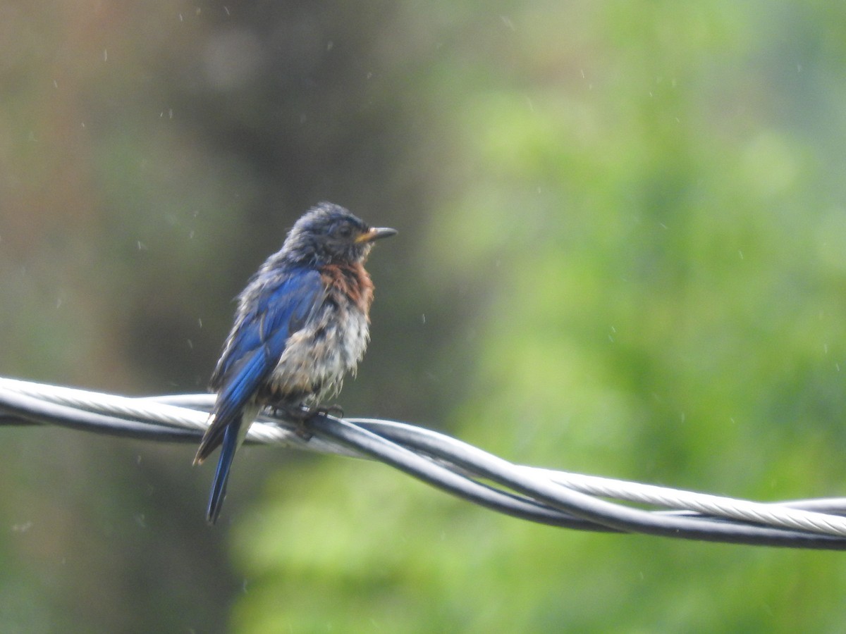 østblåfugl - ML622616072