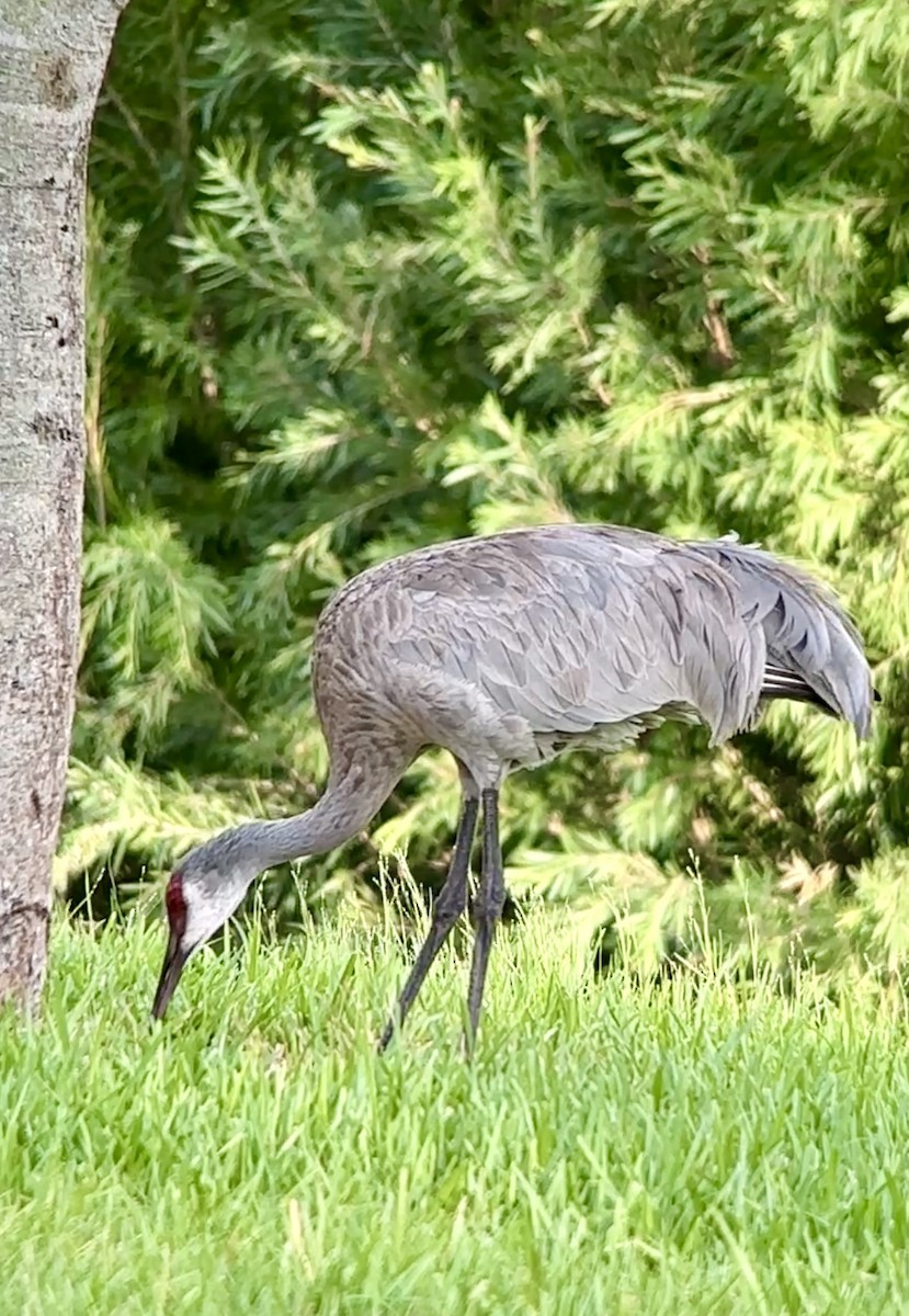 Grulla Canadiense - ML622616212