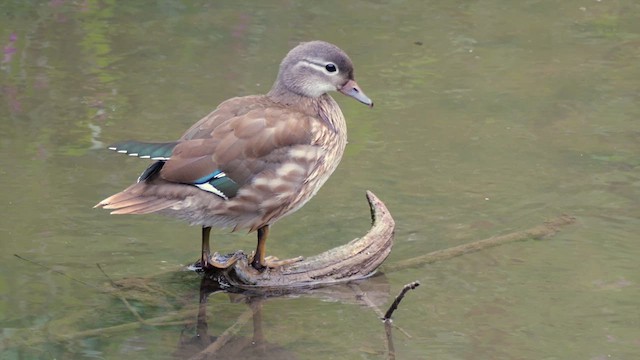 Mandarin Duck - ML622616290