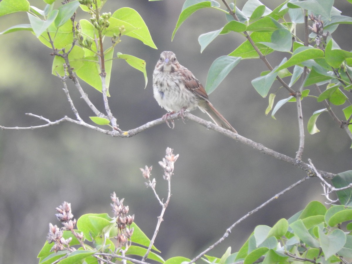 Song Sparrow - ML622616299