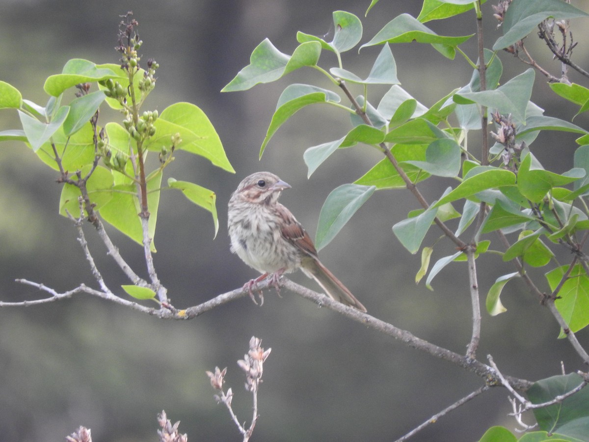 Song Sparrow - ML622616300
