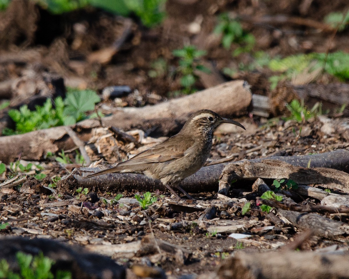 Patagonian Forest Earthcreeper - ML622616336