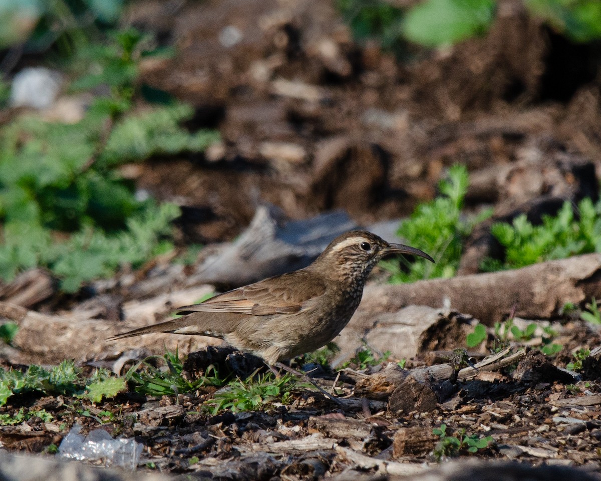 Patagonian Forest Earthcreeper - ML622616338