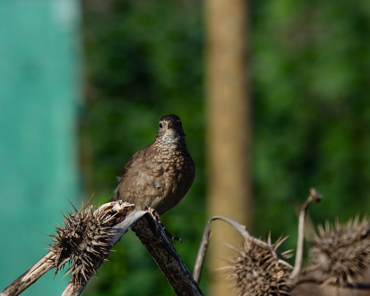 Patagonian Forest Earthcreeper - ML622616339