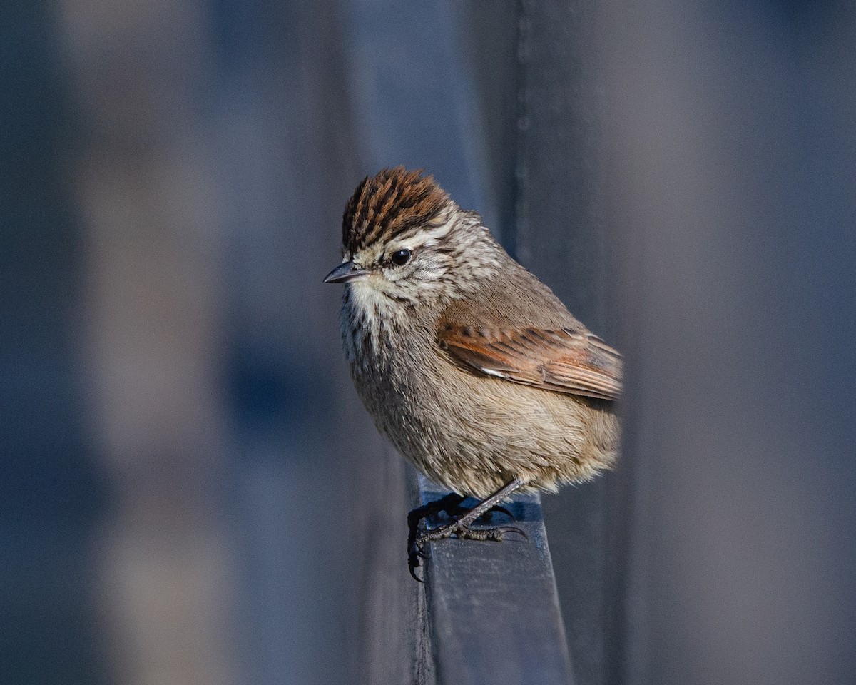 Plain-mantled Tit-Spinetail - ML622616345